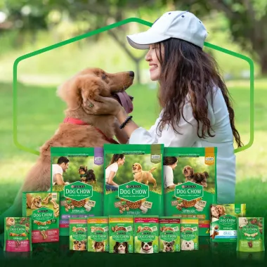 Ra&ccedil;&atilde;o &Uacute;mida para Cachorro Dog Chow Adulto Extra Life Sabor Carne em Sach&ecirc; 100g