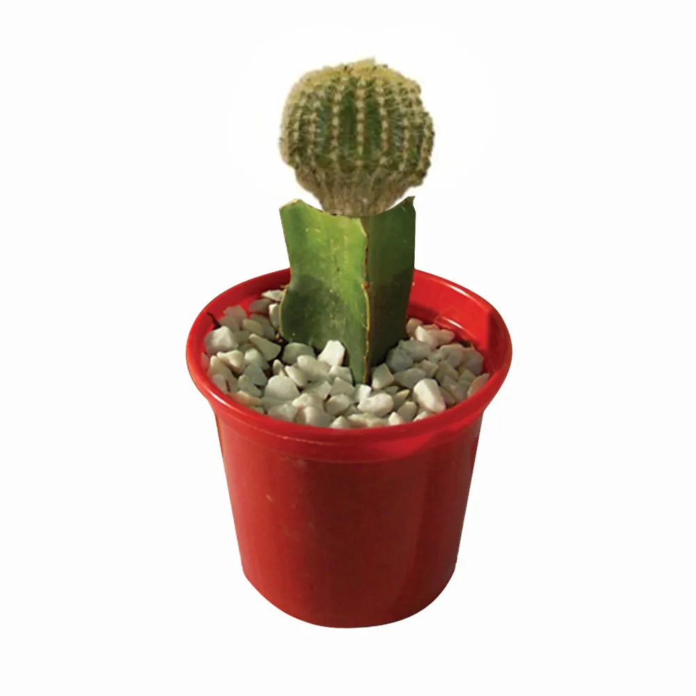 Flor Cactus Enxertado P10 Holambelo com 1 Unidade