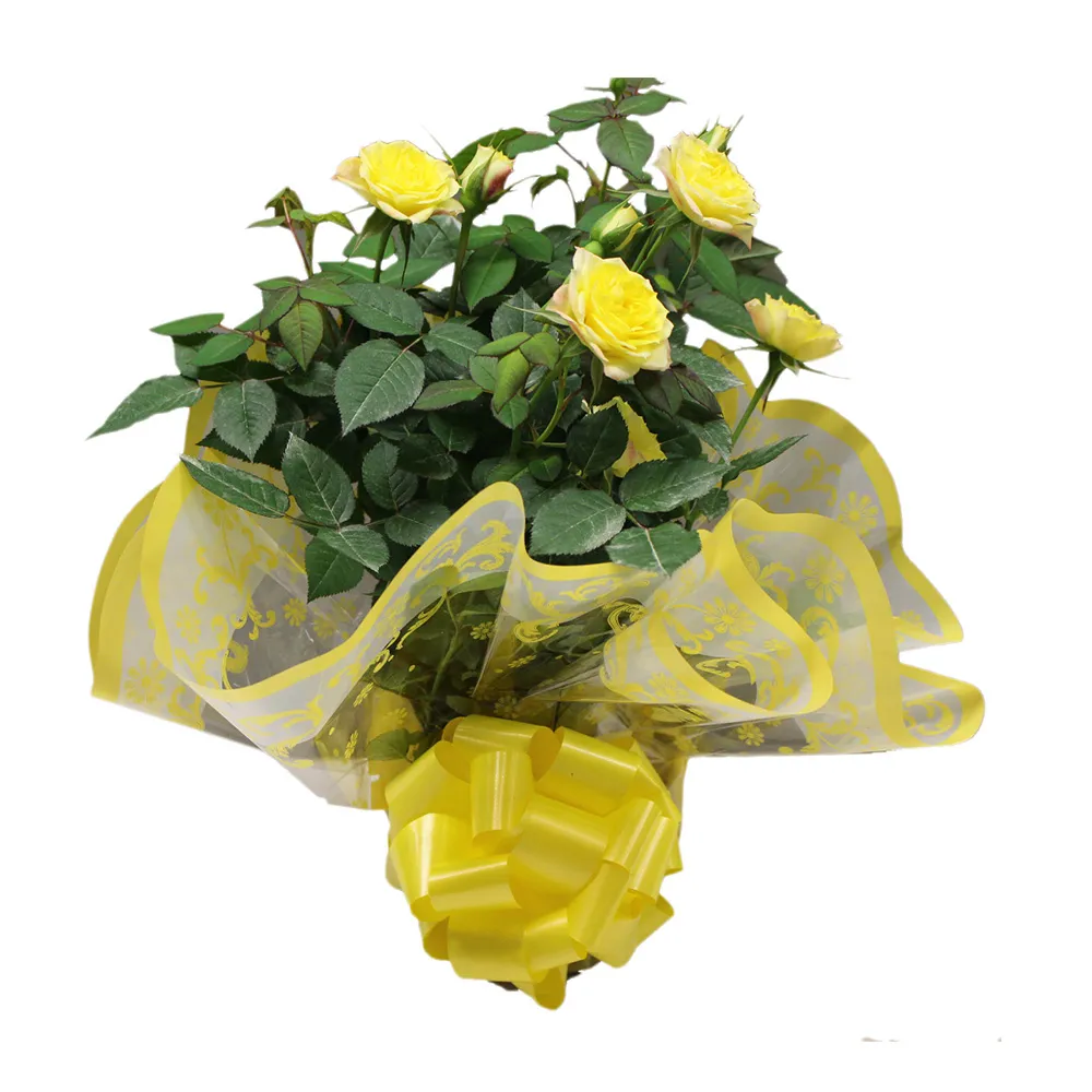 Flor Roseira Mini P13 Holambelo com 1 Unidade