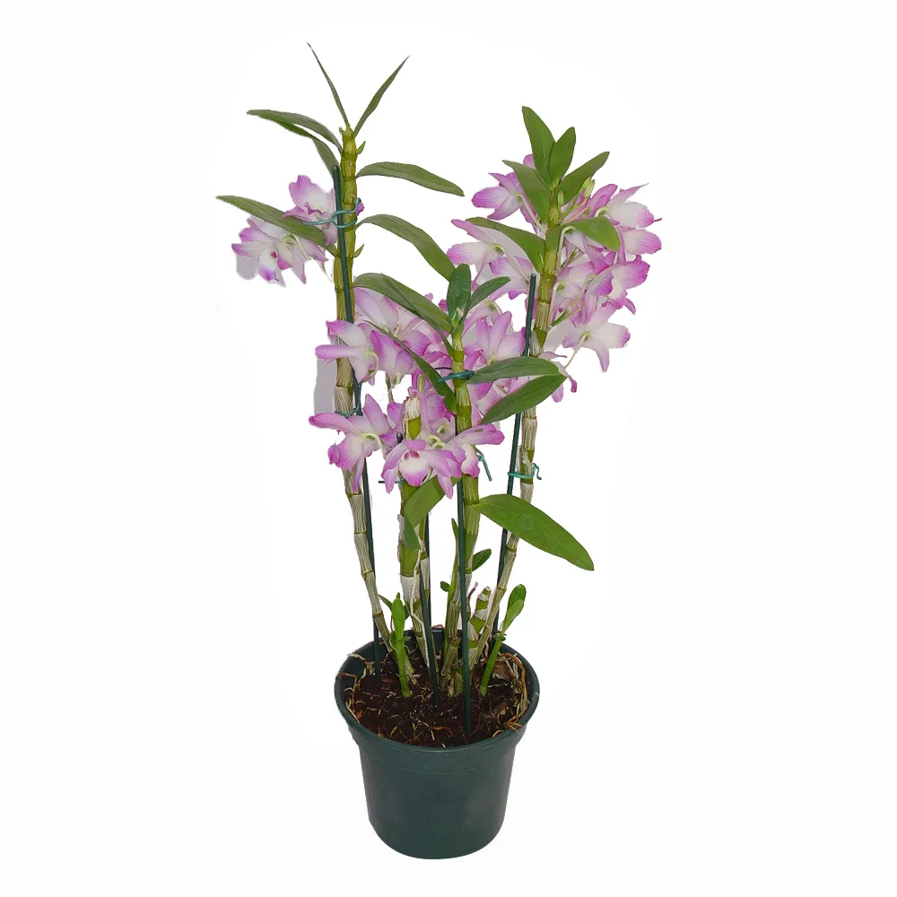 Flor Dendrobium Compacta P15 Holambelo com 1 Unidade