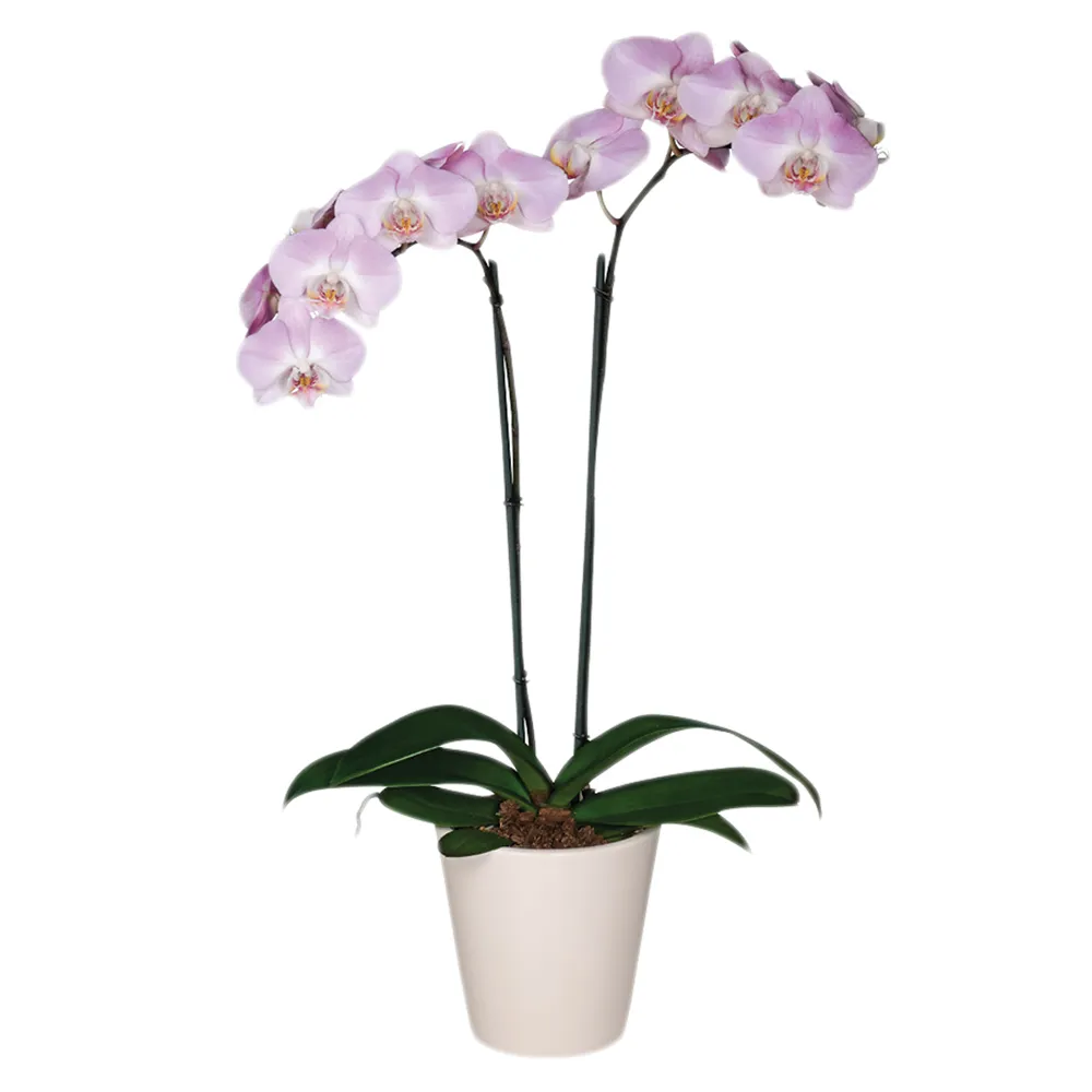 Flor Orquídea Phalaenopsis P12 Holambelo com 1 Unidade